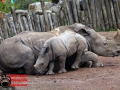 009 Pairi Daiza 2016
