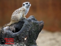 010 Pairi Daiza 2016