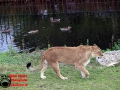015 Pairi Daiza 2016