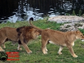 016 Pairi Daiza 2016