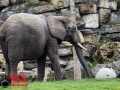 018 Pairi Daiza 2016