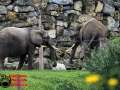019 Pairi Daiza 2016