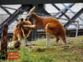 025 Pairi Daiza 2016