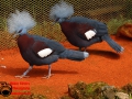 026 Pairi Daiza 2016