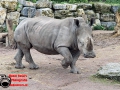 040 Pairi Daiza 2016
