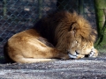004 Burgers Zoo 16