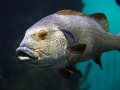 006 Burgers Zoo 16