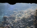 008 Burgers Zoo 16