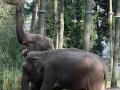 009 Burgers Zoo 16