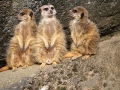 011 Burgers Zoo 16