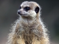 012 Burgers Zoo 16
