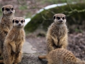 013 Burgers Zoo 16