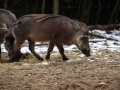 014 Burgers Zoo 16
