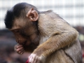 018 Burgers Zoo 16