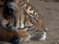 020 Burgers Zoo 16