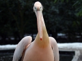 022 Burgers Zoo 16