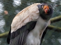 024 Burgers Zoo 16