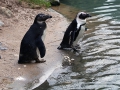 028 Burgers Zoo 16