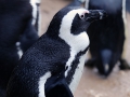 029 Burgers Zoo 16