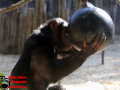 002-Dierenpark-Amersfoord