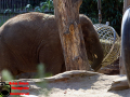 005-Dierenpark-Amersfoord