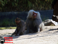 006-Dierenpark-Amersfoord