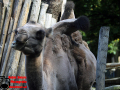 007-Dierenpark-Amersfoord