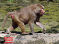 009-Dierenpark-Amersfoord
