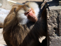 010-Dierenpark-Amersfoord