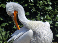 012-Dierenpark-Amersfoord