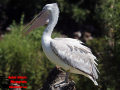 013-Dierenpark-Amersfoord