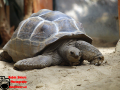 014-Dierenpark-Amersfoord