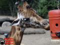 015-Dierenpark-Amersfoord