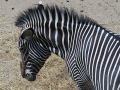 016-Dierenpark-Amersfoord