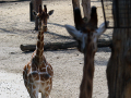 017-Dierenpark-Amersfoord