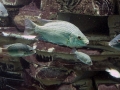 006 Dierenpark Emmen