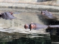 014 Dierenpark Emmen