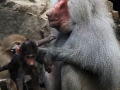 020 Dierenpark Emmen