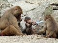 021 Dierenpark Emmen