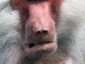 023 Dierenpark Emmen