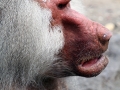 024 Dierenpark Emmen