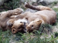 029 Dierenpark Emmen