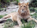 030 Dierenpark Emmen