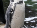 033 Dierenpark Emmen