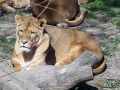 001 GaiaZoo 2015.jpg