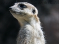 002 GaiaZoo 2015.jpg