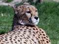 005 GaiaZoo 2015.jpg