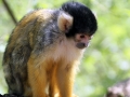 018 GaiaZoo 2015.jpg