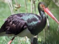 023 GaiaZoo 2015.jpg