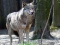 024 GaiaZoo 2015.jpg
